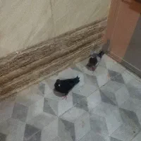 کفتر