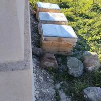 زنبور کارنیکا