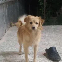 واگذاری توله