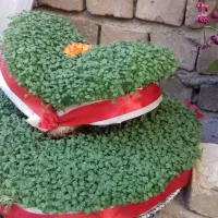 سبزه زیبا برای هیت.سقاخانه