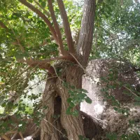 خرید انواع چوب مرکبات