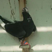 ماده پلنک