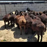 گوسفنده زنده باحمل رایگان