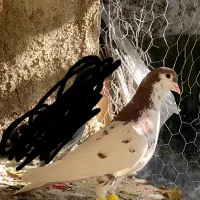 یال سرخ گل دار