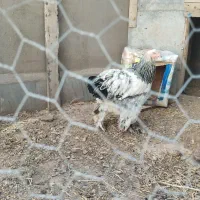 مرغ برهما غول