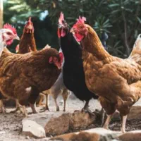 مرغ و خروس اردک