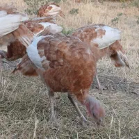 بوقلمون