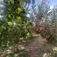 دماوند جابان فروش ۶۱۲ متر باغ (سندتکبرگ)آب،برق،گاز