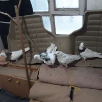 چندعددپرنده گرفتنی