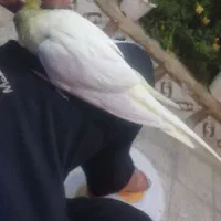 عروس سخنگو