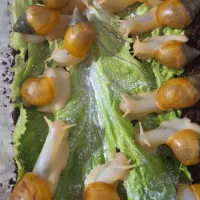 حراج حلزون آلبینو