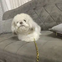 سگ پودل پامرشیتژو اشتیپژ