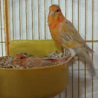 پرنده دم سرخ