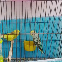 مرغ عشق نر و ماده