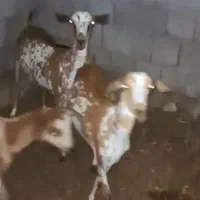 نقشی فاریاب