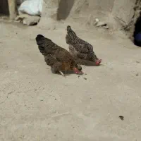 مرغ محلی