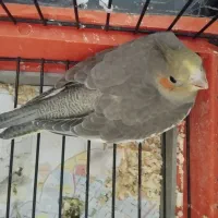 سه عدد عروس هلندی