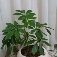 گل شفلرا