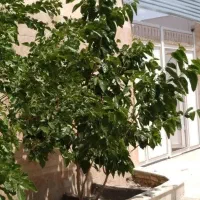 باغ ویلا۴۰۰متری