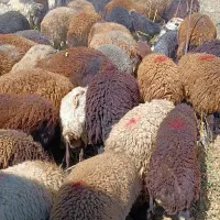 استخدام چوپان