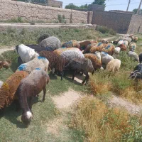 گوسفند زنده همراه با قصاب ارسال وذبح رایگان