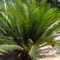 گل سکاس پنج ساله