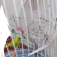 مرغ عشق۲۵۰