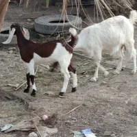گوسفند فروشی