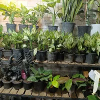 انواع گل دیفن سانسوریا پتوس اگلونما افوروبیا زامو