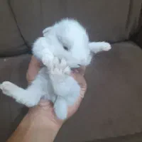 بچه خرگوش