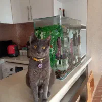 گربه راشن بلو رایگان