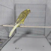 قناری  رسمی بلند
