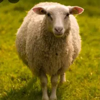 قصاب هستم گوسفند شماره درب منزل زبح میکنم