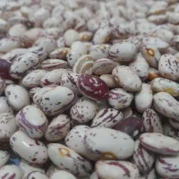لوبیا چیتی درجه ۱ بدون کود