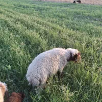 بره نر