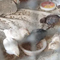 مرغ با جوجه