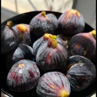 انجیرسیاه تازه وخوش طعم