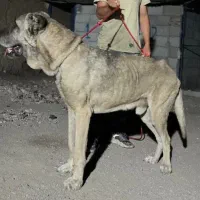 واگذاری سگ سرابی