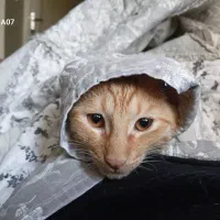 بچه گربه،مائو