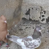 کبوتر نر ماده سینه