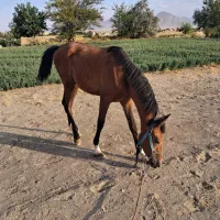 درشوری