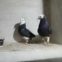 جفت لیلک سیاه روزگاری