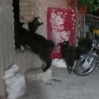 کهره نر چاق
