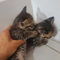 بچه گربه فروش و واگذاری