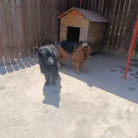 فروش سگ ژرمن شولاین