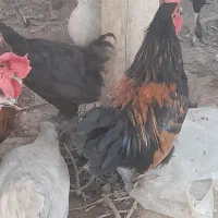 خروس|حیوانات مزرعه|گناباد, |دیوار