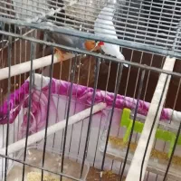 یک جفت فنج زبرا