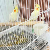 یک جفت طوطی عروس هلندی لوتینو مولد بشرط