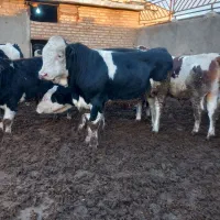 ۱۴ رس گوساله نر سیمیتال به فروش‌ میرسد