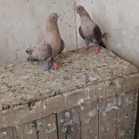 کبوتر